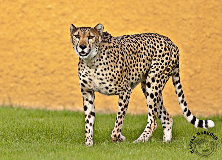 Cheetah الفهد الصياد Qatar Photo